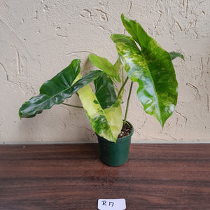 #R17 Variegated Philodendron Burle Marx
