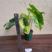 Load image into Gallery viewer, #R17 Variegated Philodendron Burle Marx