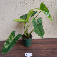 Load image into Gallery viewer, #R17 Variegated Philodendron Burle Marx