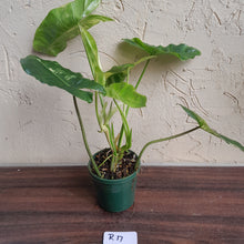 Load image into Gallery viewer, #R17 Variegated Philodendron Burle Marx