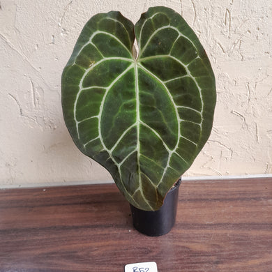 #R52 Large Three x Headed Anthurium Crystallinum x