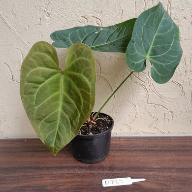 #D729 Anthurium NOID