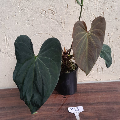 #R8 Super Dark, Flowering Anthurium NOID