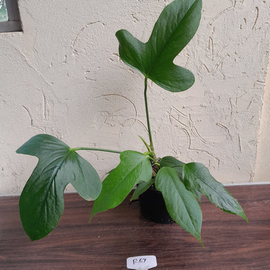 #R67 Large Anthurium Truncicola - With Pup