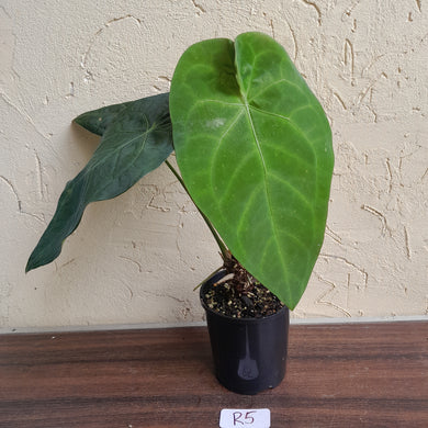 #R5 Anthurium Papillilaminum x Forgetii