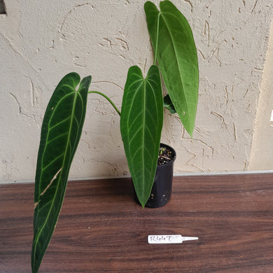 #R447 Large Anthurium Warocqueanum - With Pup