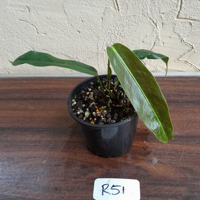 #R51 Philodendron Patriciae