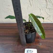 Load image into Gallery viewer, #R51 Philodendron Patriciae