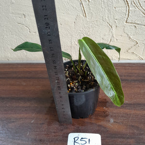#R51 Philodendron Patriciae
