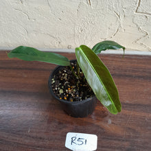 Load image into Gallery viewer, #R51 Philodendron Patriciae