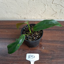 Load image into Gallery viewer, #R51 Philodendron Patriciae