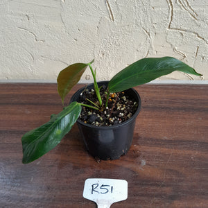 #R51 Philodendron Patriciae
