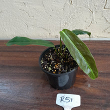 Load image into Gallery viewer, #R51 Philodendron Patriciae