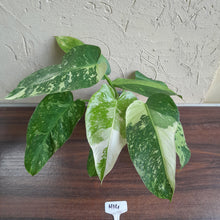 Load image into Gallery viewer, #H14 Philodendron Jose Buono