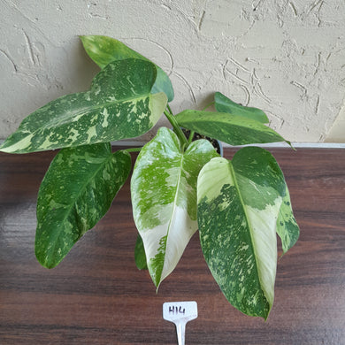 #H14 Philodendron Jose Buono
