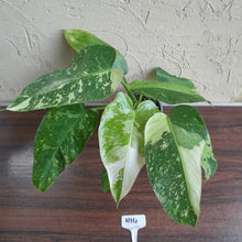 Load image into Gallery viewer, #H14 Philodendron Jose Buono