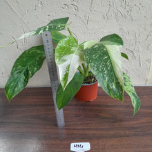 Load image into Gallery viewer, #H14 Philodendron Jose Buono