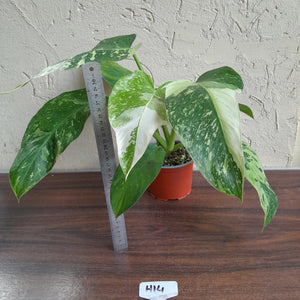 #H14 Philodendron Jose Buono