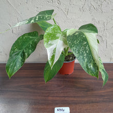 Load image into Gallery viewer, #H14 Philodendron Jose Buono