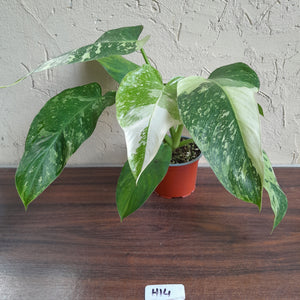 #H14 Philodendron Jose Buono