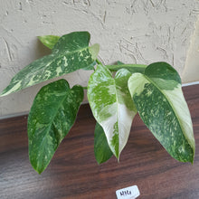 Load image into Gallery viewer, #H14 Philodendron Jose Buono