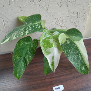 #H14 Philodendron Jose Buono