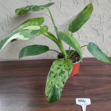 Load image into Gallery viewer, #H14 Philodendron Jose Buono