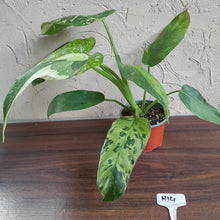 Load image into Gallery viewer, #H14 Philodendron Jose Buono