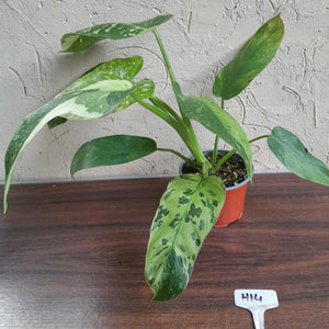 #H14 Philodendron Jose Buono