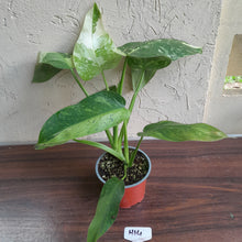 Load image into Gallery viewer, #H14 Philodendron Jose Buono