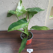 Load image into Gallery viewer, #H14 Philodendron Jose Buono