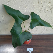 Load image into Gallery viewer, #H61 Large Anthurium Truncicola x Dark Night