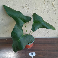 Load image into Gallery viewer, #H61 Large Anthurium Truncicola x Dark Night