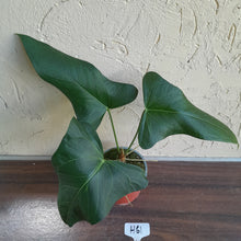Load image into Gallery viewer, #H61 Large Anthurium Truncicola x Dark Night