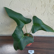 Load image into Gallery viewer, #H61 Large Anthurium Truncicola x Dark Night