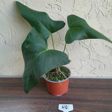 Load image into Gallery viewer, #H61 Large Anthurium Truncicola x Dark Night