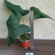 Load image into Gallery viewer, #H61 Large Anthurium Truncicola x Dark Night