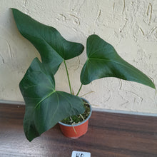 Load image into Gallery viewer, #H61 Large Anthurium Truncicola x Dark Night