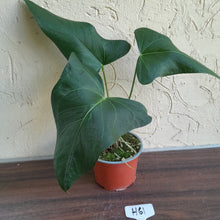 Load image into Gallery viewer, #H61 Large Anthurium Truncicola x Dark Night