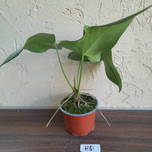 Load image into Gallery viewer, #H61 Large Anthurium Truncicola x Dark Night