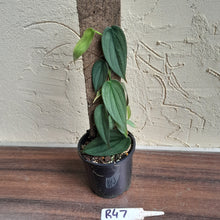 Load image into Gallery viewer, #R47 Philodendron Burle Marx Fantasy