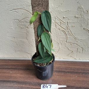 #R47 Philodendron Burle Marx Fantasy