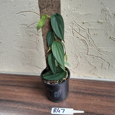 #R47 Philodendron Burle Marx Fantasy