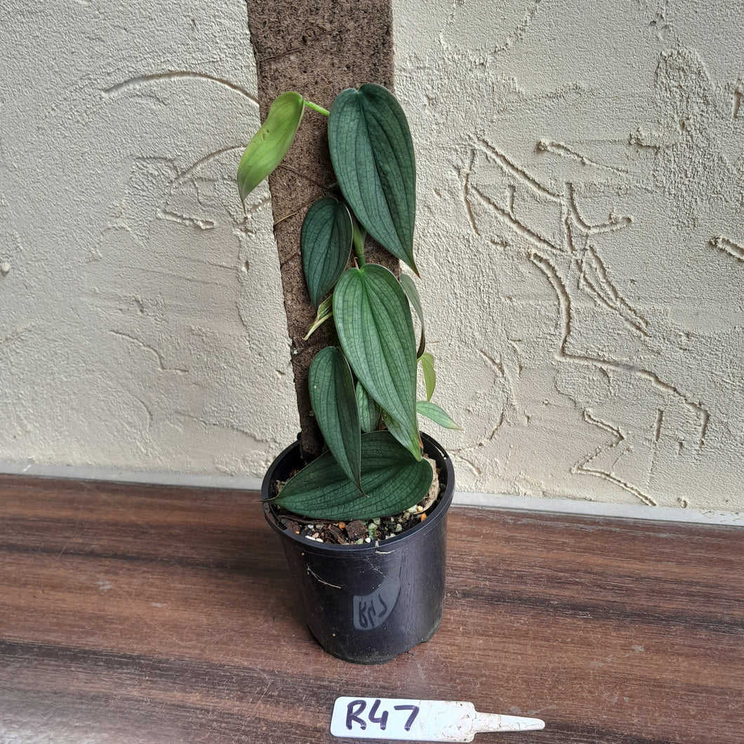 #R47 Philodendron Burle Marx Fantasy