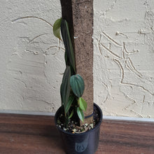 Load image into Gallery viewer, #R47 Philodendron Burle Marx Fantasy
