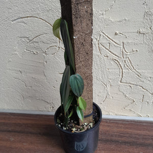 #R47 Philodendron Burle Marx Fantasy