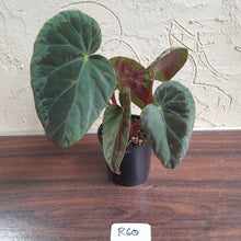 Load image into Gallery viewer, #R60 Begonia Burkillii Silver