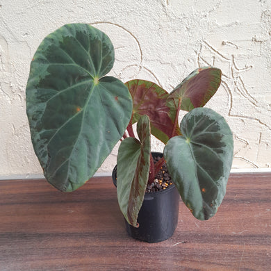 #R60 Begonia Burkillii Silver