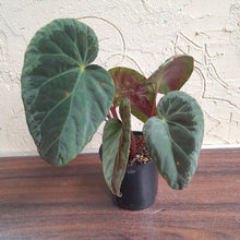 Load image into Gallery viewer, #R60 Begonia Burkillii Silver