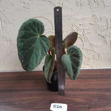 Load image into Gallery viewer, #R60 Begonia Burkillii Silver